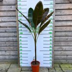 Banánovník panašovaný (Musa acuminata) ´NONO HOT PINK´ - výška 140-160 cm, kont. C10L